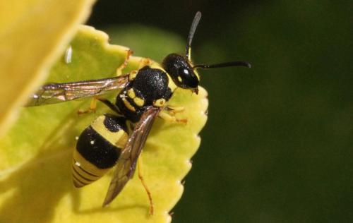 Ancistrocerus sp.